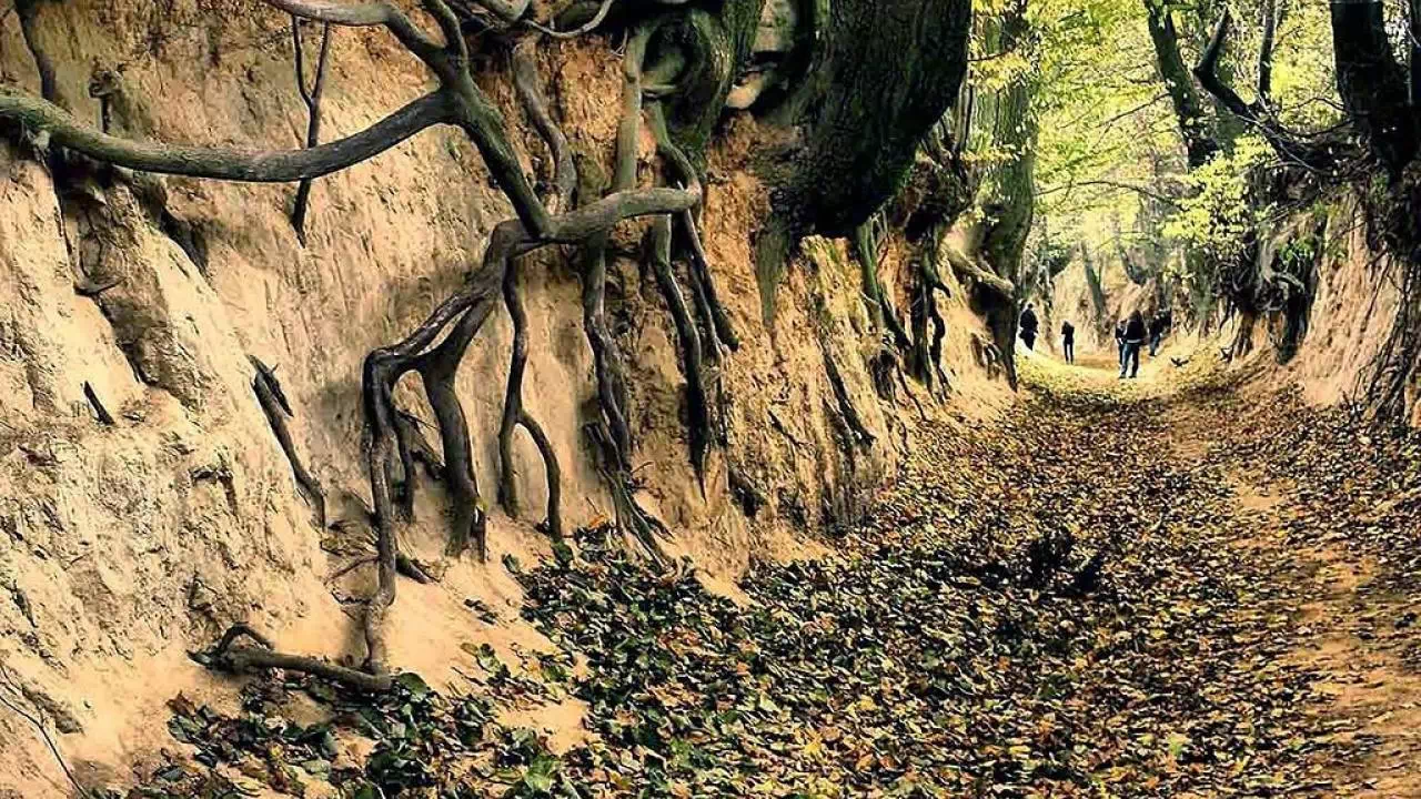 Wąwóz Korzeniowy Dół w Kazimierzu Dolnym