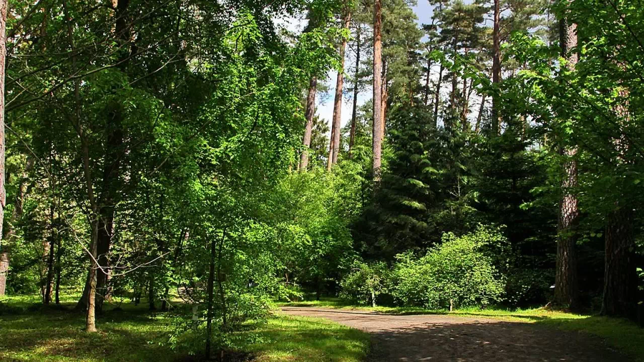 Zachwycająca roślinność, która bujnie porasta leśne arboretum.