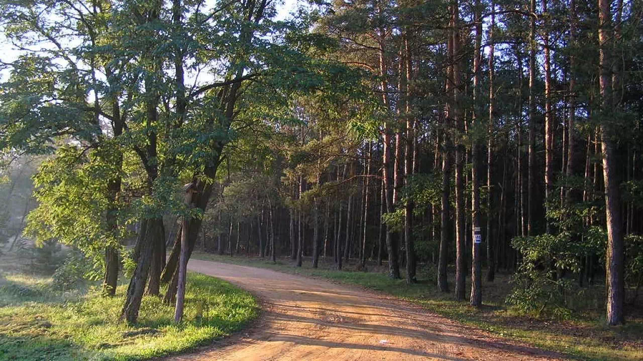 Gęsty las sosnowy z piaszczystą, leśną ścieżką prowadzącą przez środek zdjęcia. Otoczenie pełne wysokich, smukłych drzew, typowych dla Kampinoskiego Parku Narodowego, z niską roślinnością i mchami na ziemi.