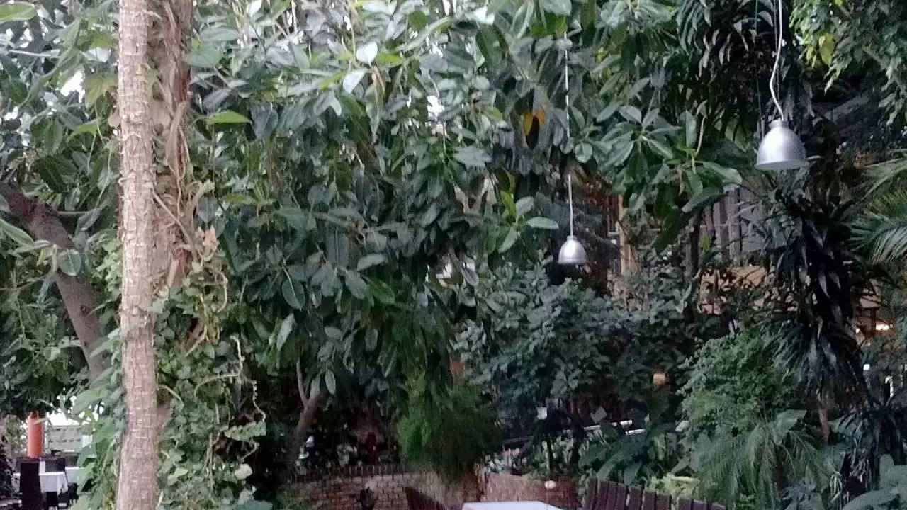 Palmiarnia w Zielonej Górze