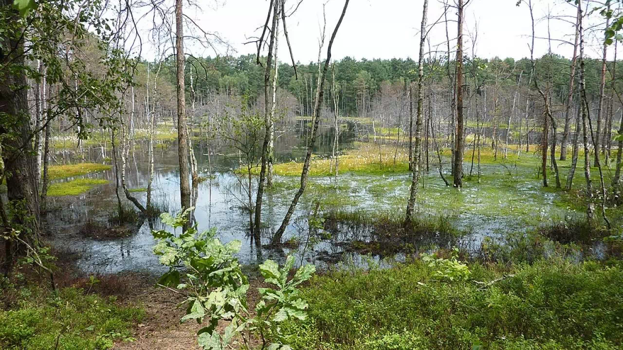 Bagno Bocianowskie w Polsce – Widok na rozległy obszar podmokłych łąk z porastającymi je trawami i niską roślinnością, przetykany niewielkimi kępami drzew. Naturalny krajobraz bagienny pod pochmurnym niebem.