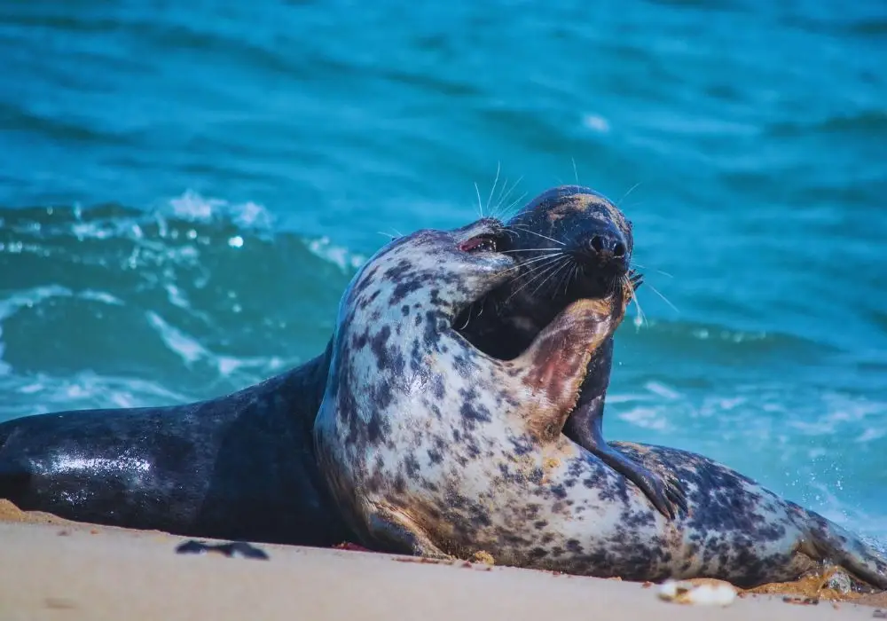 Krynica Morska molo / fot. Canva.com