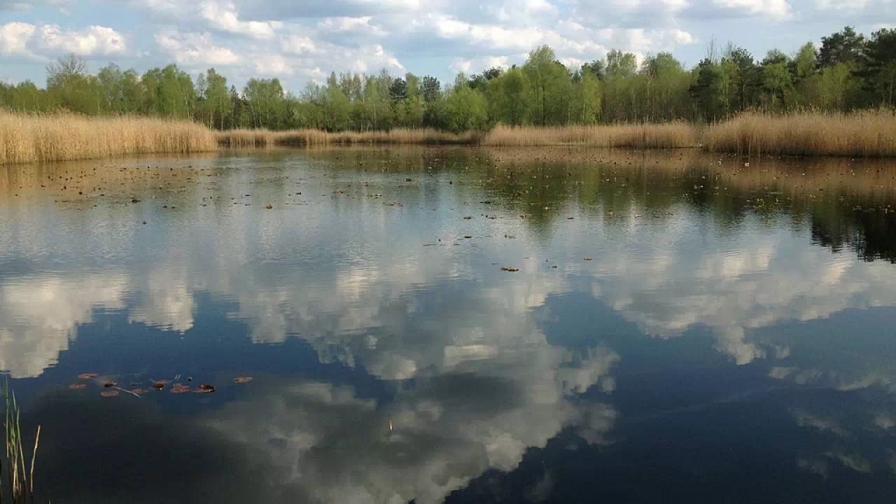 Jezioro oraz torfowisko w Mazowieckim Parku Krajobrazowym. Duży zbiornik wodny o płaskiej, spokojnej tafli, w której odbija się nieco zachmurzone niebo.